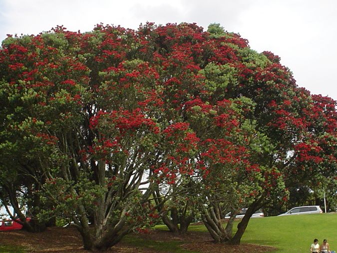 Global Christmas...through my lens