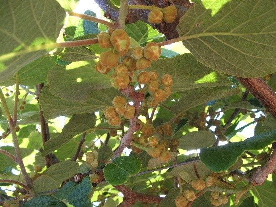 Down the Kiwi Memory lane – World Famous in New Zealand (Part 2 of 2)