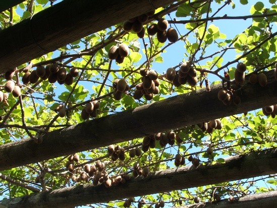 Down the Kiwi Memory lane – World Famous in New Zealand (Part 2 of 2)