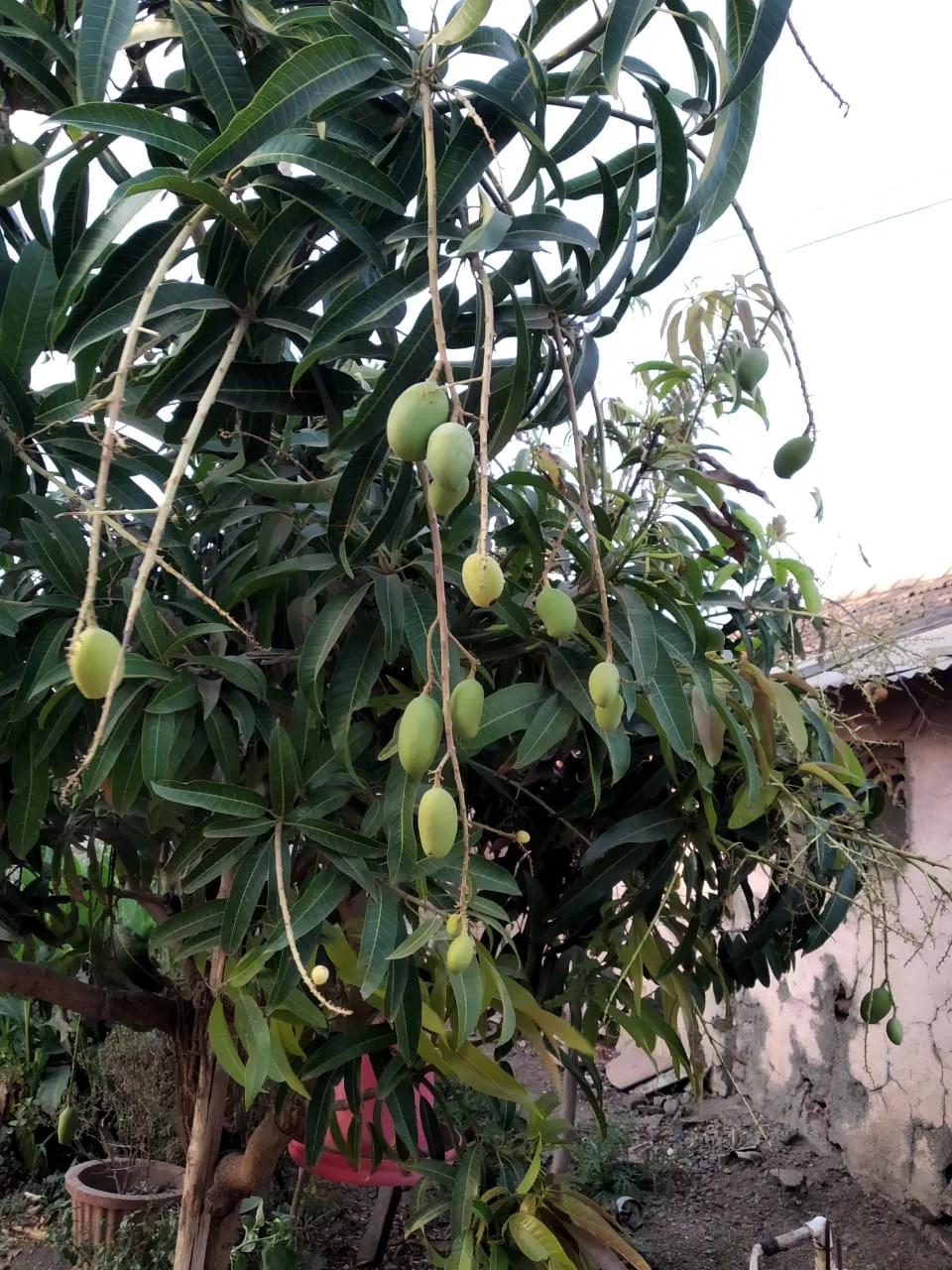 Indian Summers